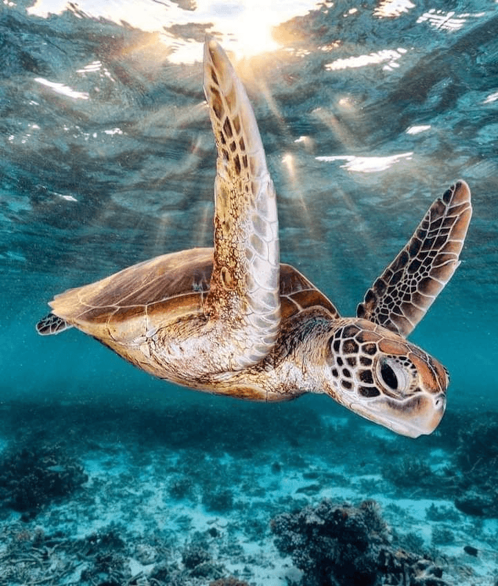 Tortue verte nageant dans les eaux d’Oman