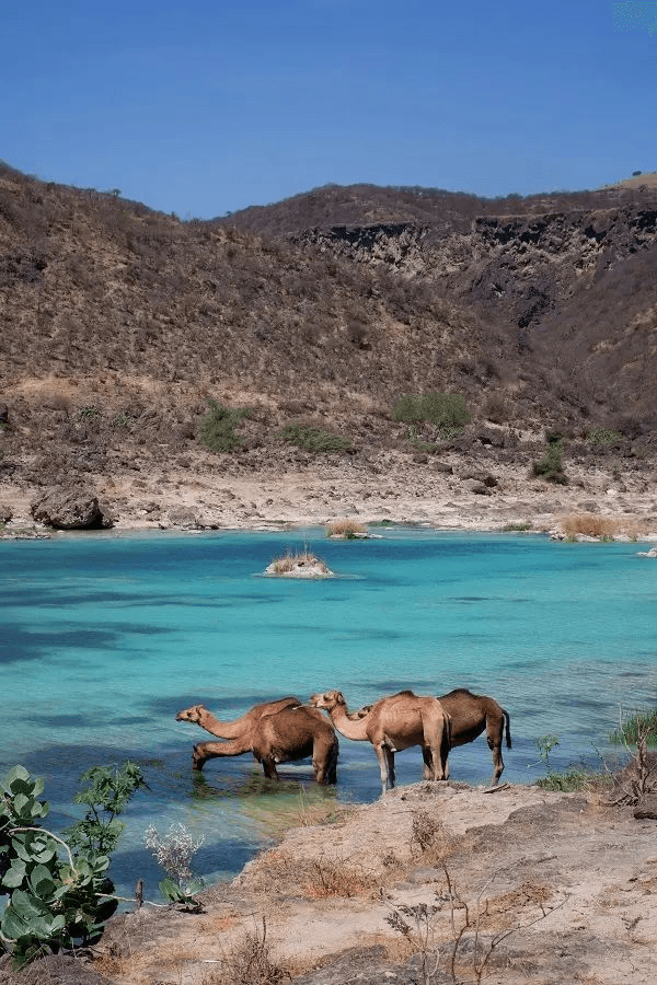 Dromadaires au bord d’un khor turquoise du Dhofar