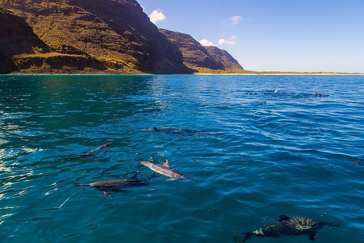 Dolphins & Reefs Adventure