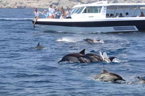 Dolphins & Reefs Adventure