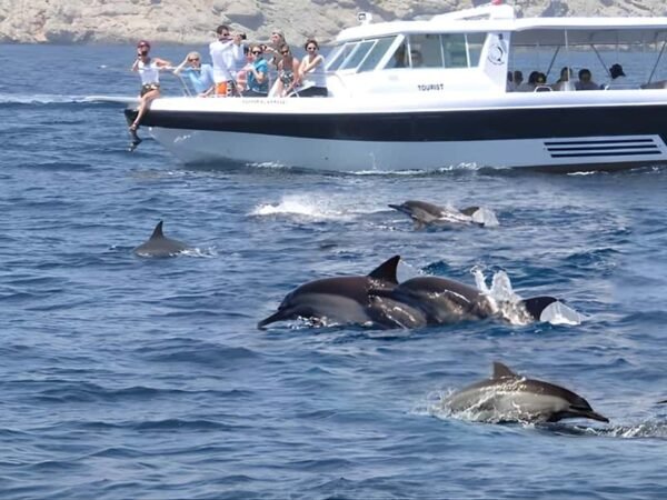 Dolphins & Reefs Adventure